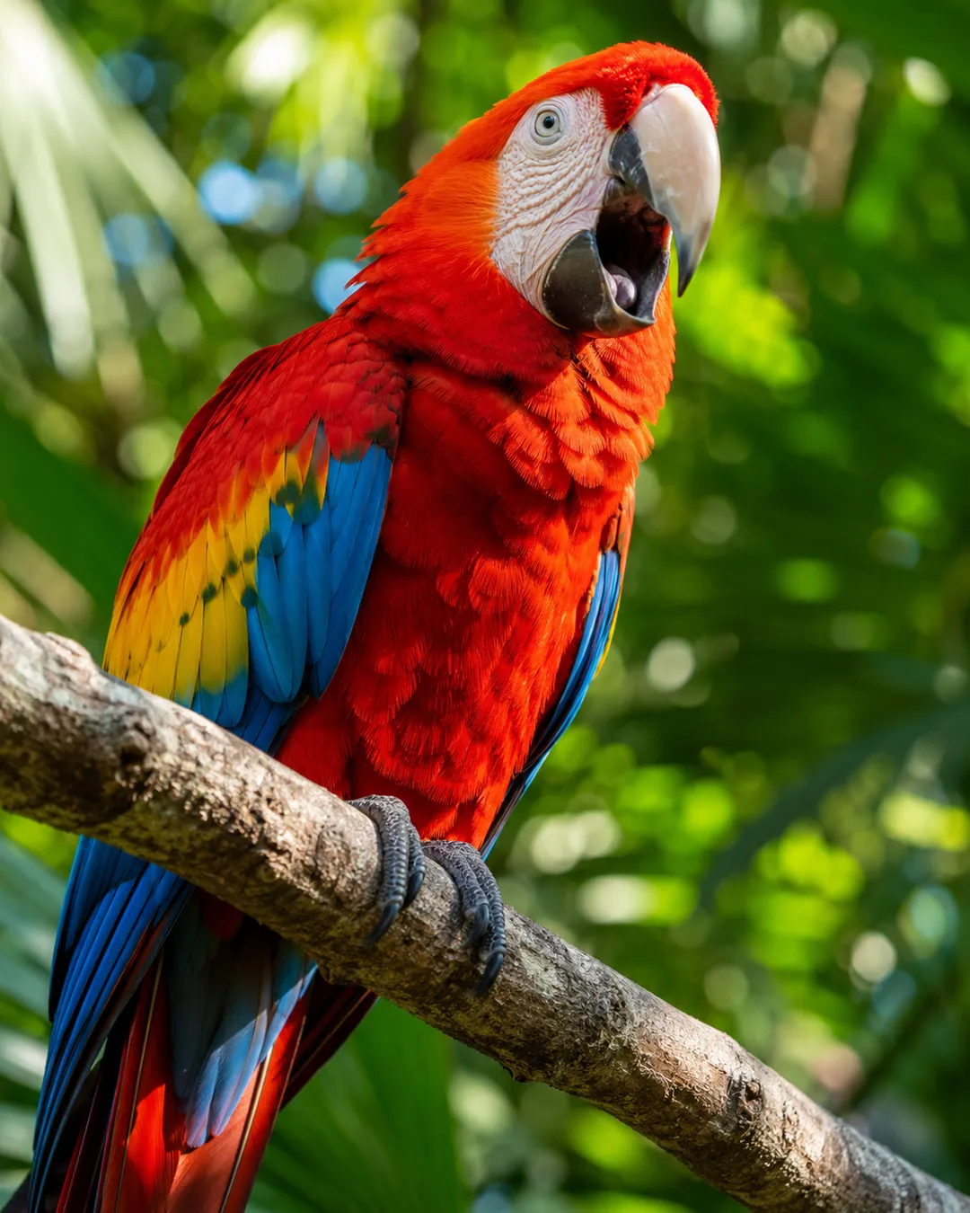 AI pet video scene — a scarlet macaw parrot singing on a branch